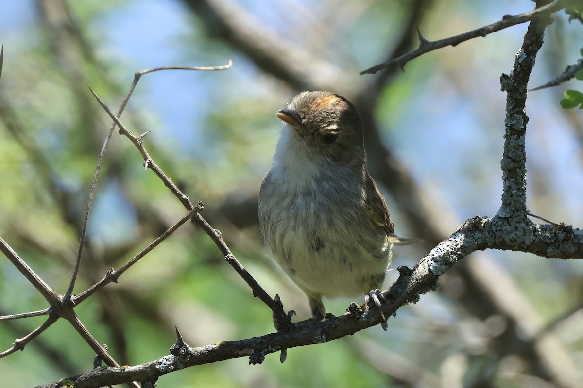 Fulvous-crowned Scrub-Tyrant - ML612747530