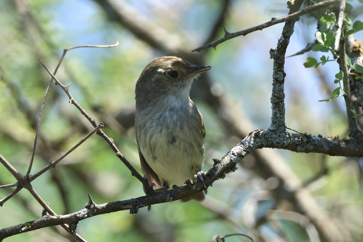 Fulvous-crowned Scrub-Tyrant - ML612747531