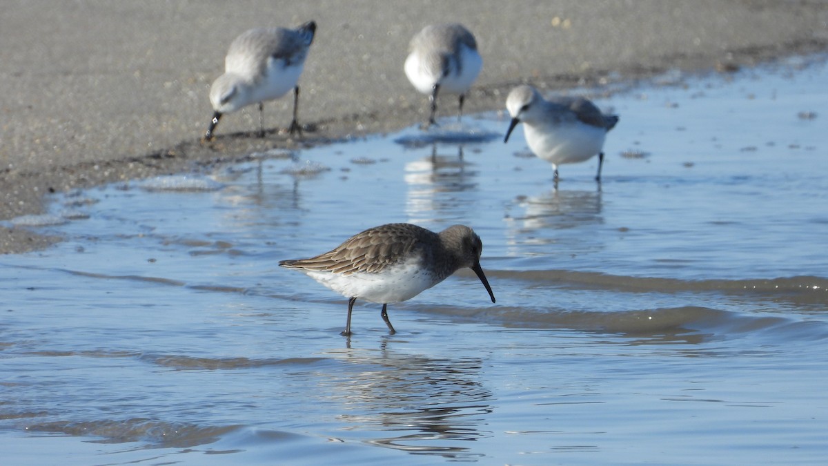 Dunlin - Andy Buchsbaum