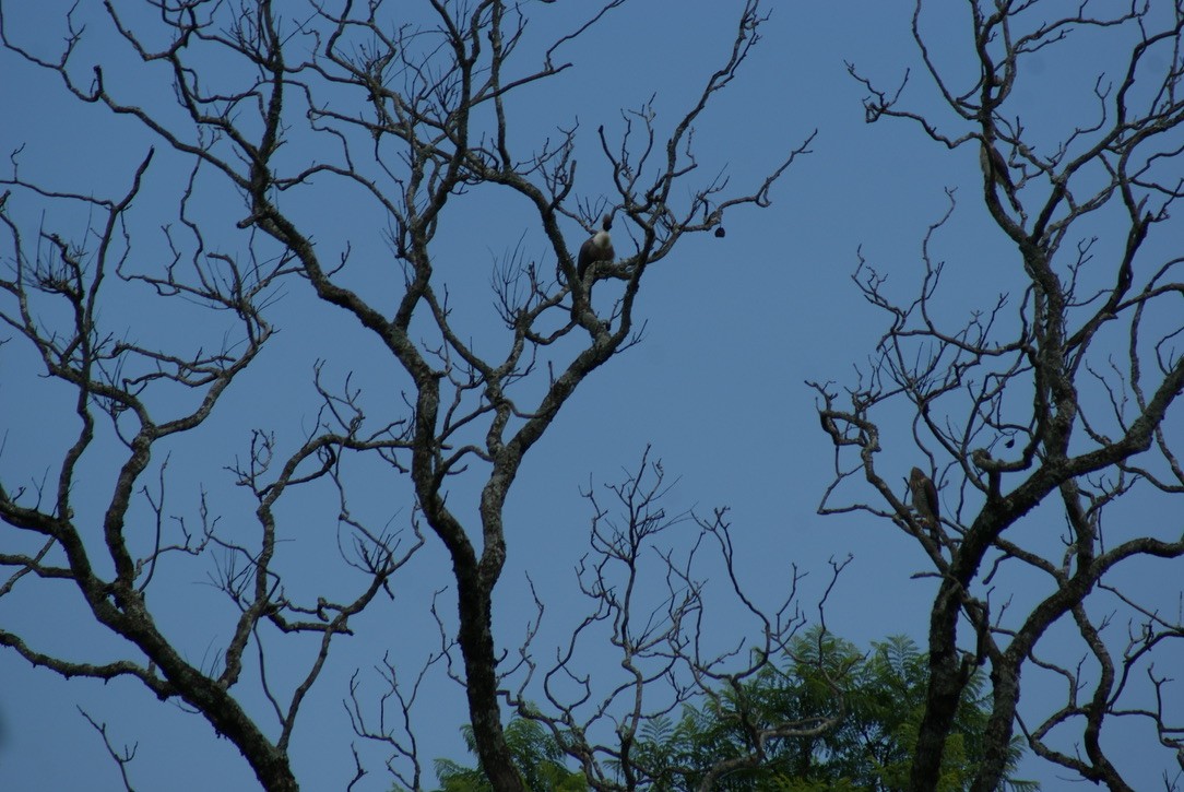 Gabar Goshawk - ML612747570