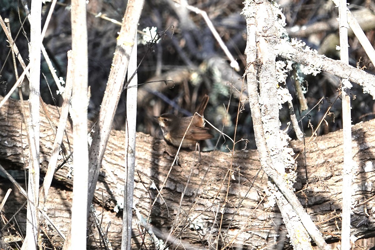 Bluethroat - ML612747582