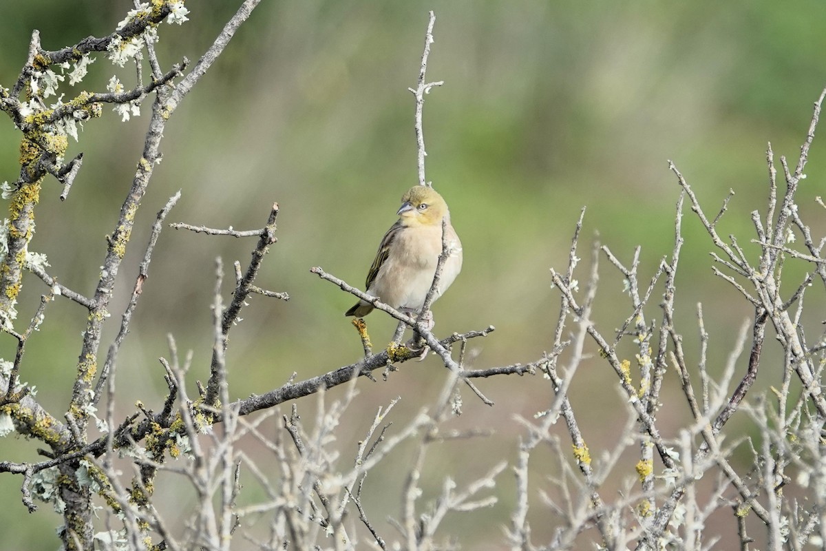 Black-headed Weaver - ML612747596