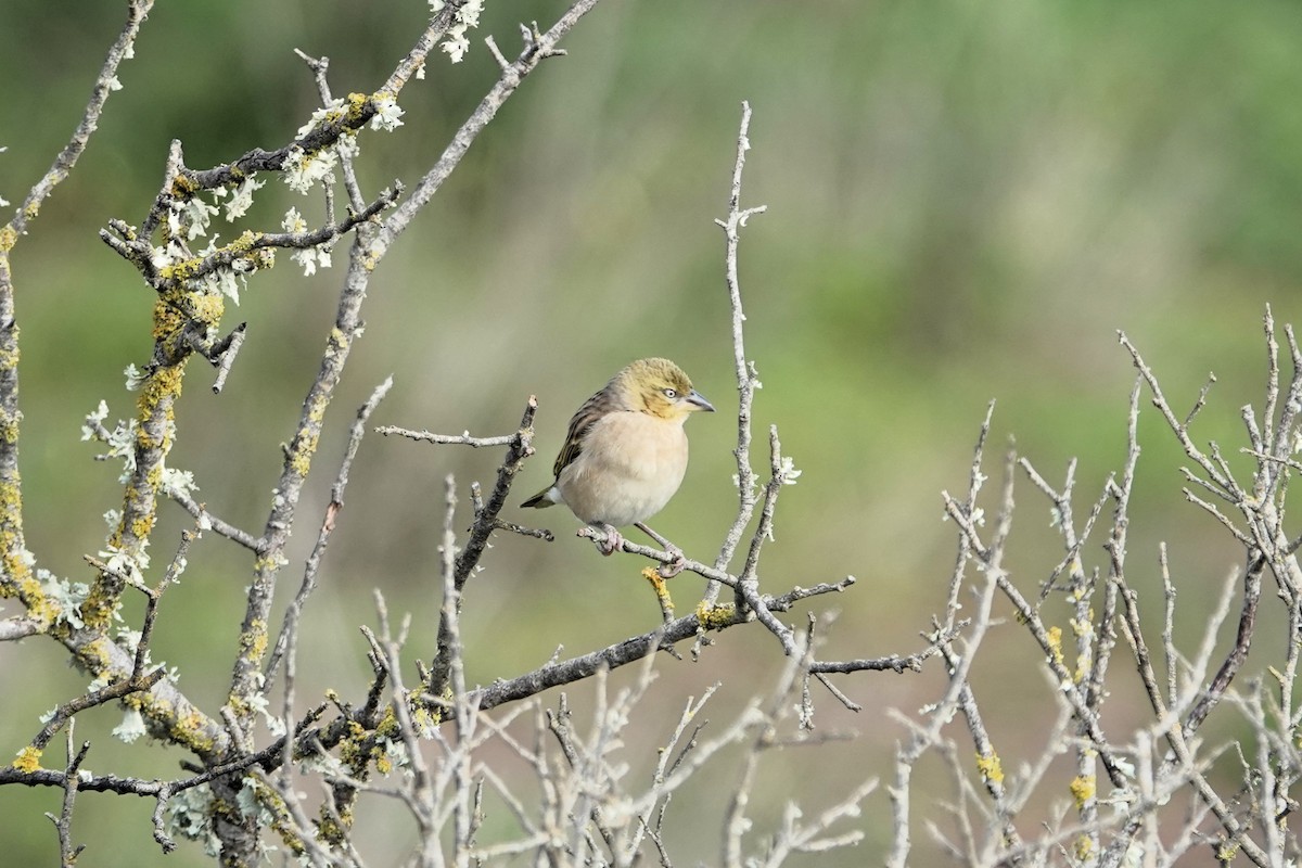 Black-headed Weaver - ML612747597