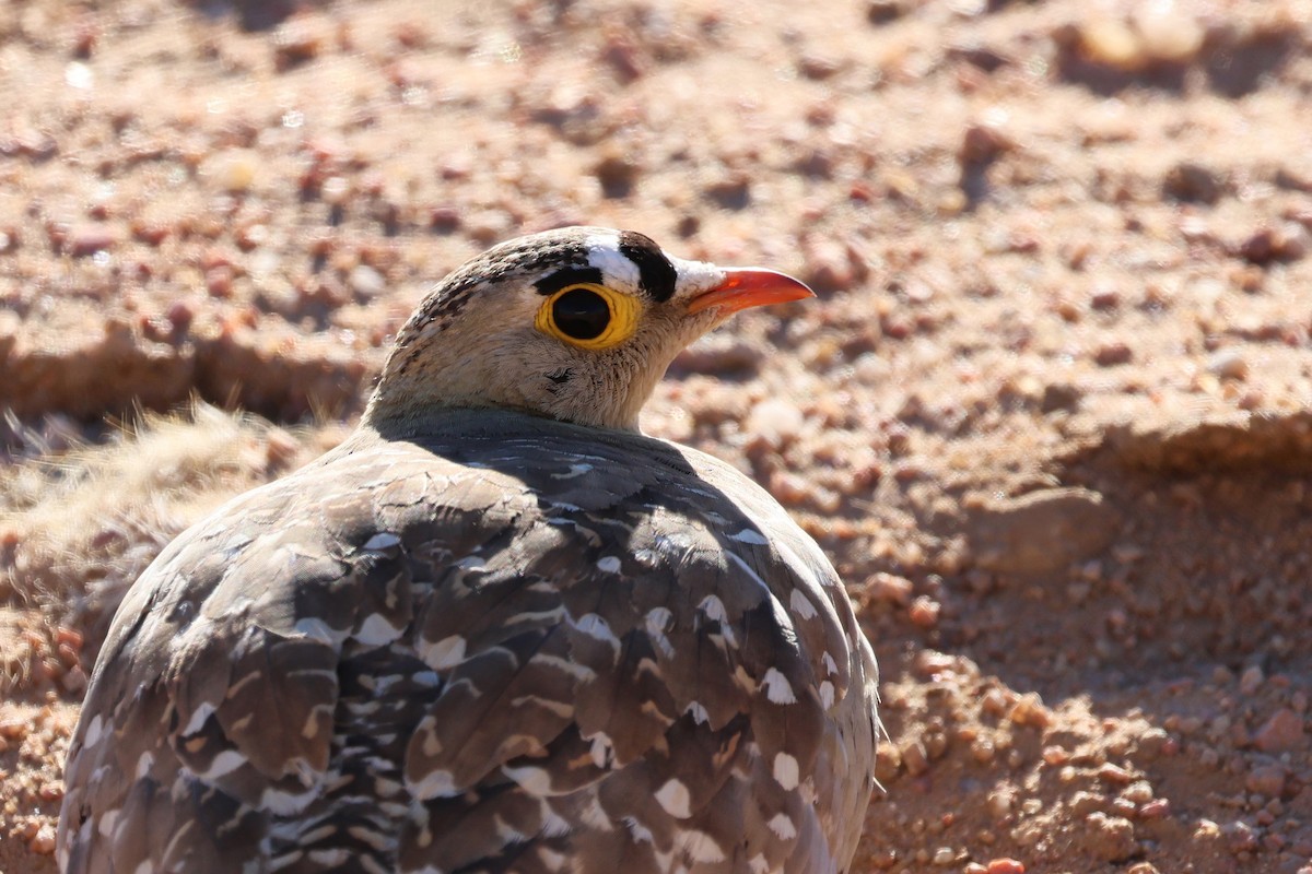 Double-banded Sandgrouse - Benoit Maire