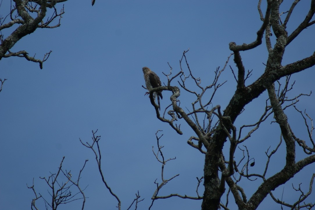 Gabar Goshawk - ML612747625