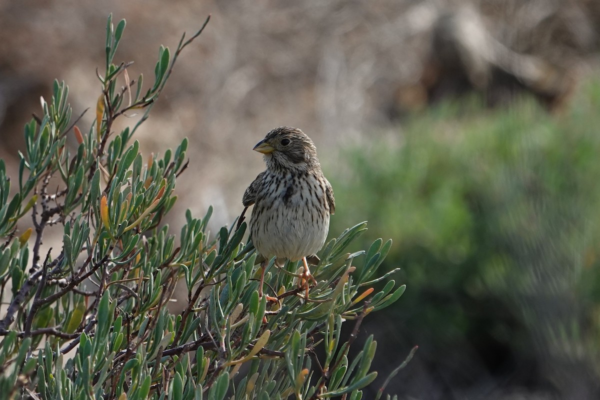 Corn Bunting - ML612747626