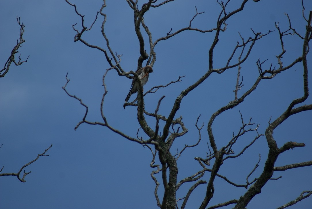 Gabar Goshawk - ML612747635