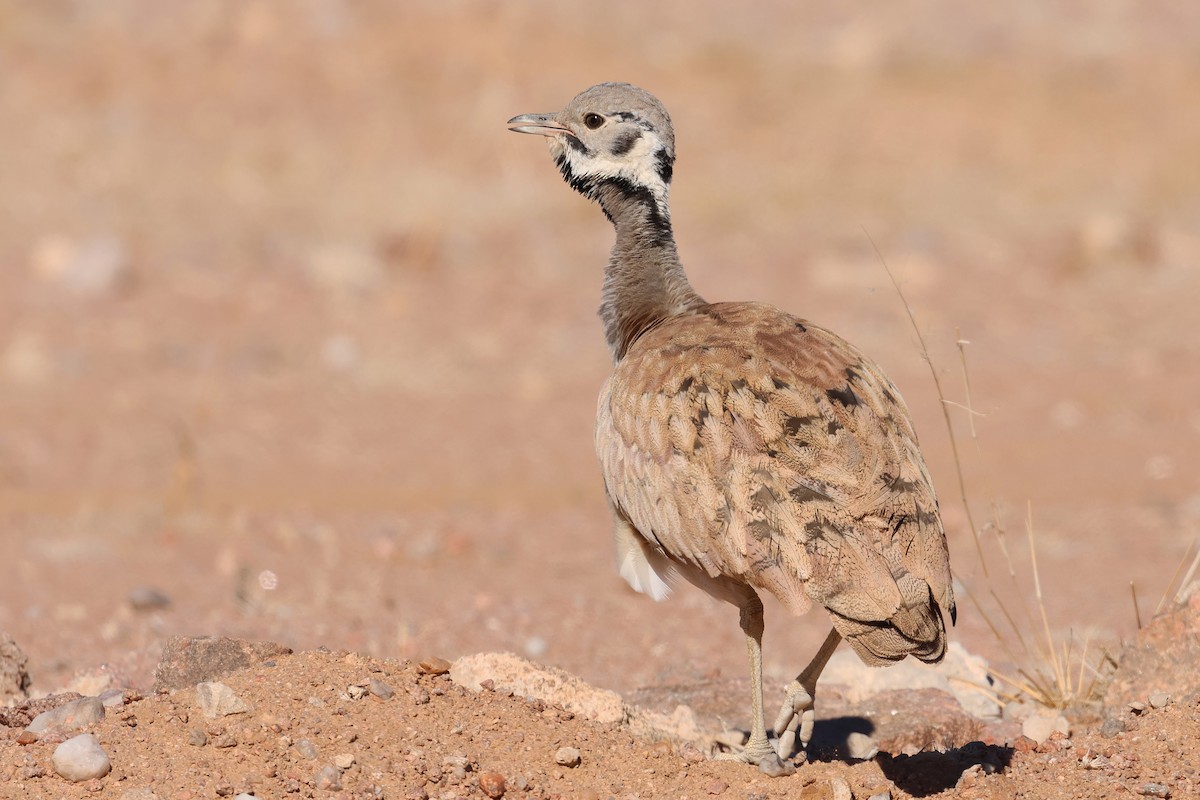 Rüppell's Bustard - ML612747657