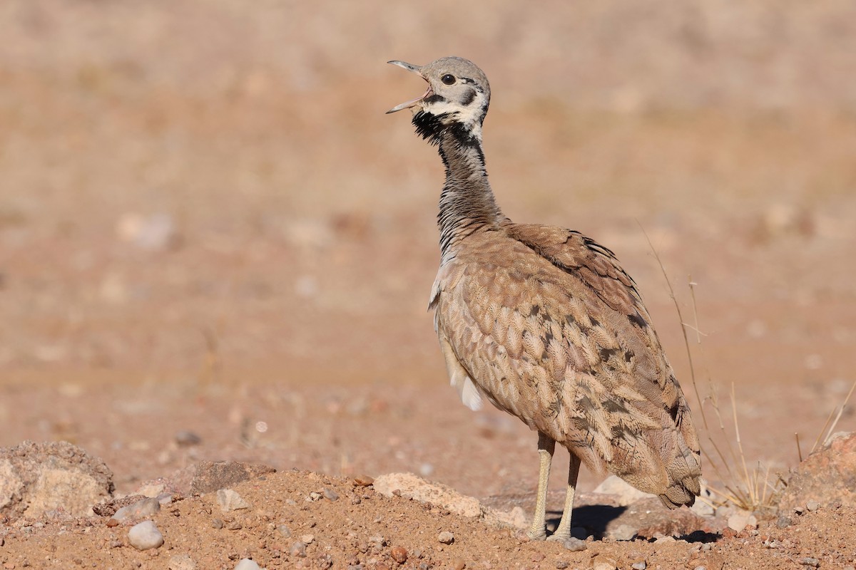 Rüppell's Bustard - Benoit Maire