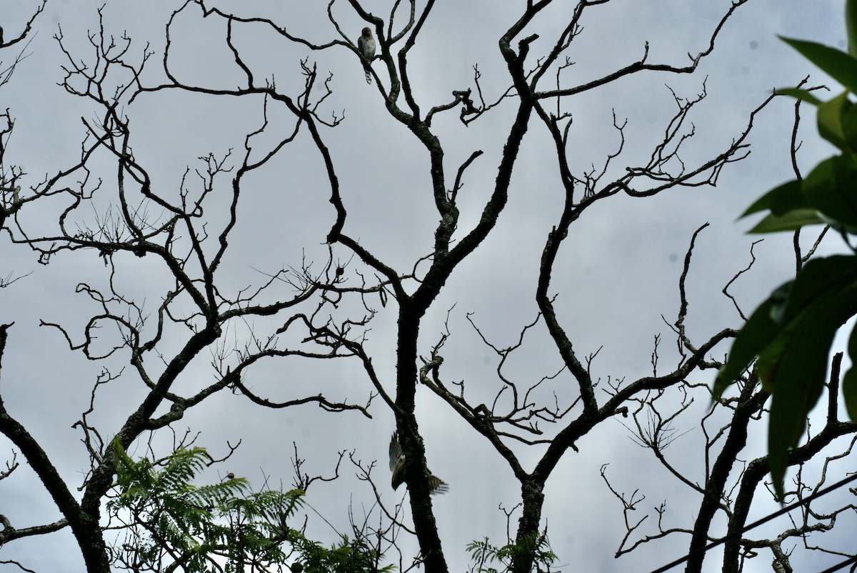 Gabar Goshawk - ML612747662