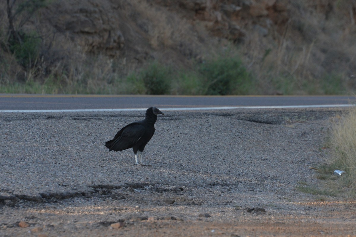 Black Vulture - Larry Hooge