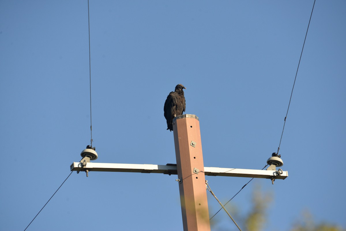 Black Vulture - ML612747678