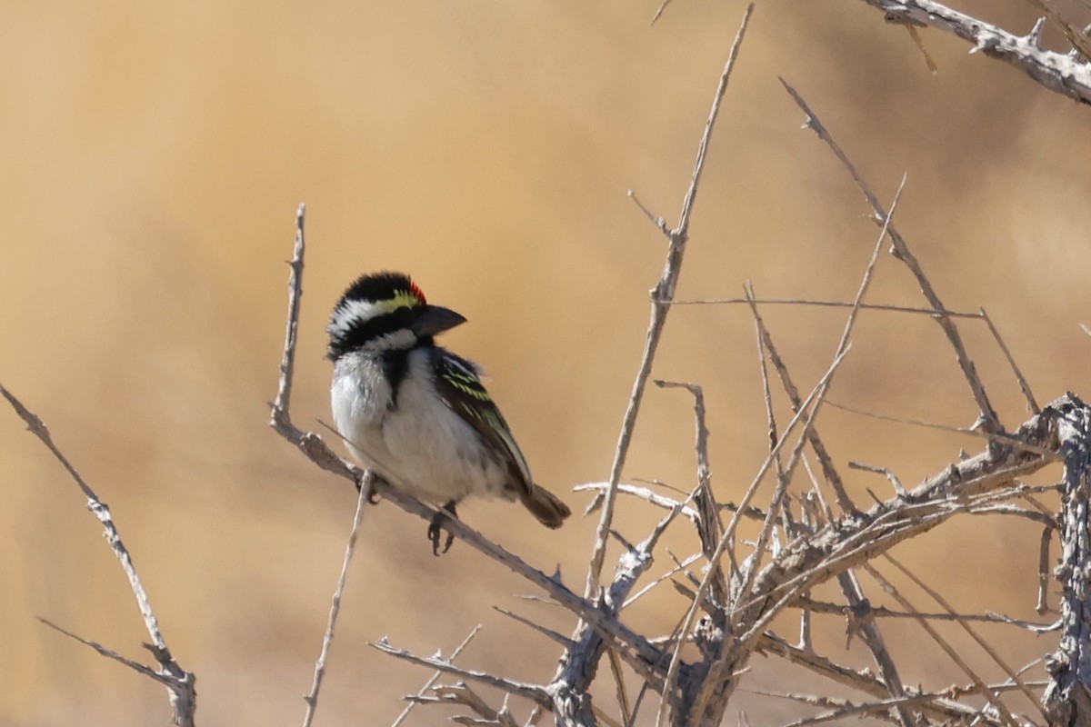 Pied Barbet - Benoit Maire