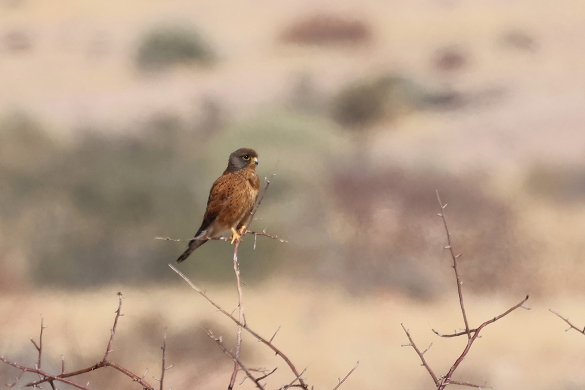 Rock Kestrel - Benoit Maire