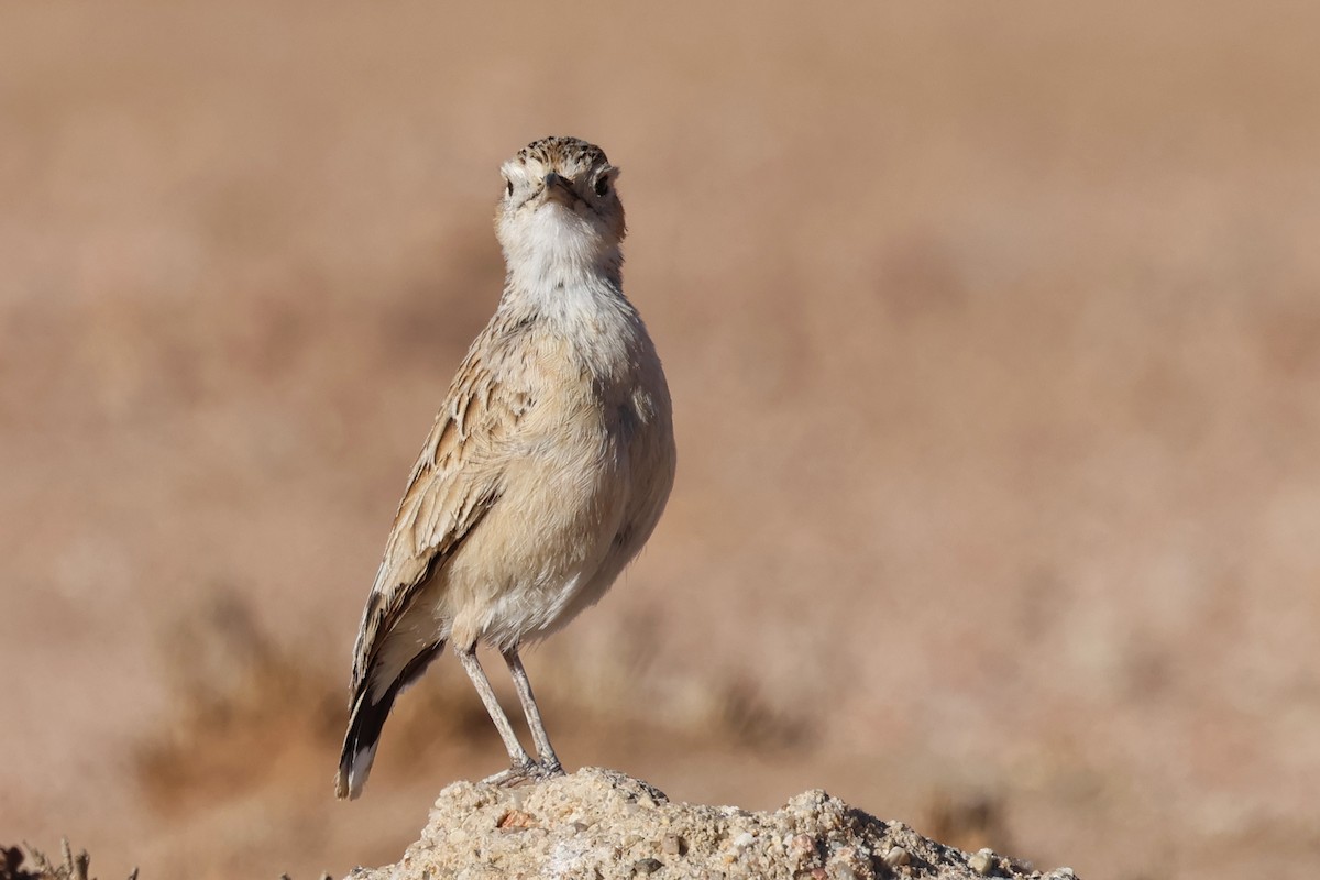 Spike-heeled Lark - Benoit Maire