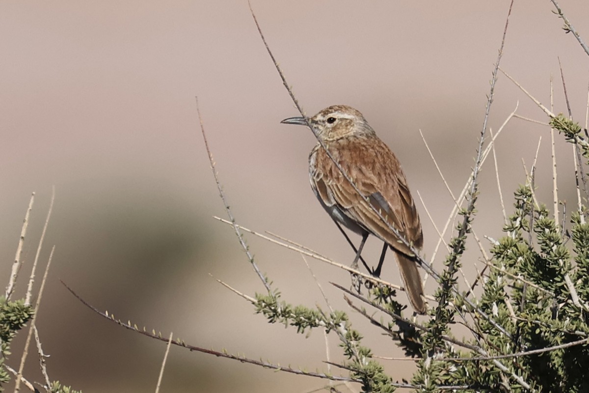 Karoo-Langschnabellerche (Benguela-Langschnabellerche) - ML612747693