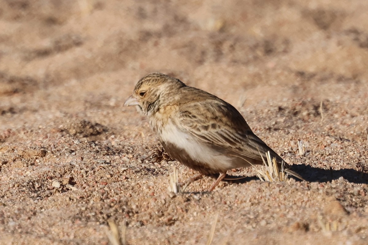 Gray-backed Sparrow-Lark - Benoit Maire