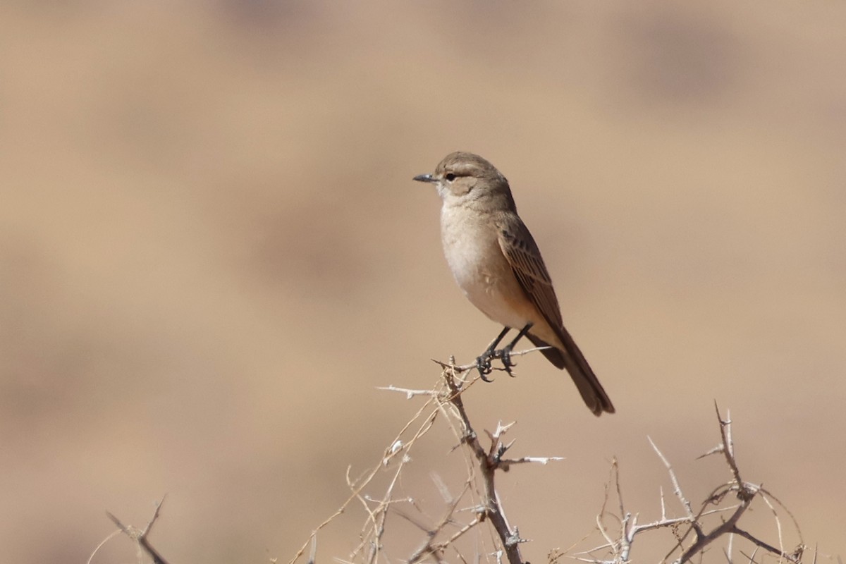 Chat Flycatcher - Benoit Maire