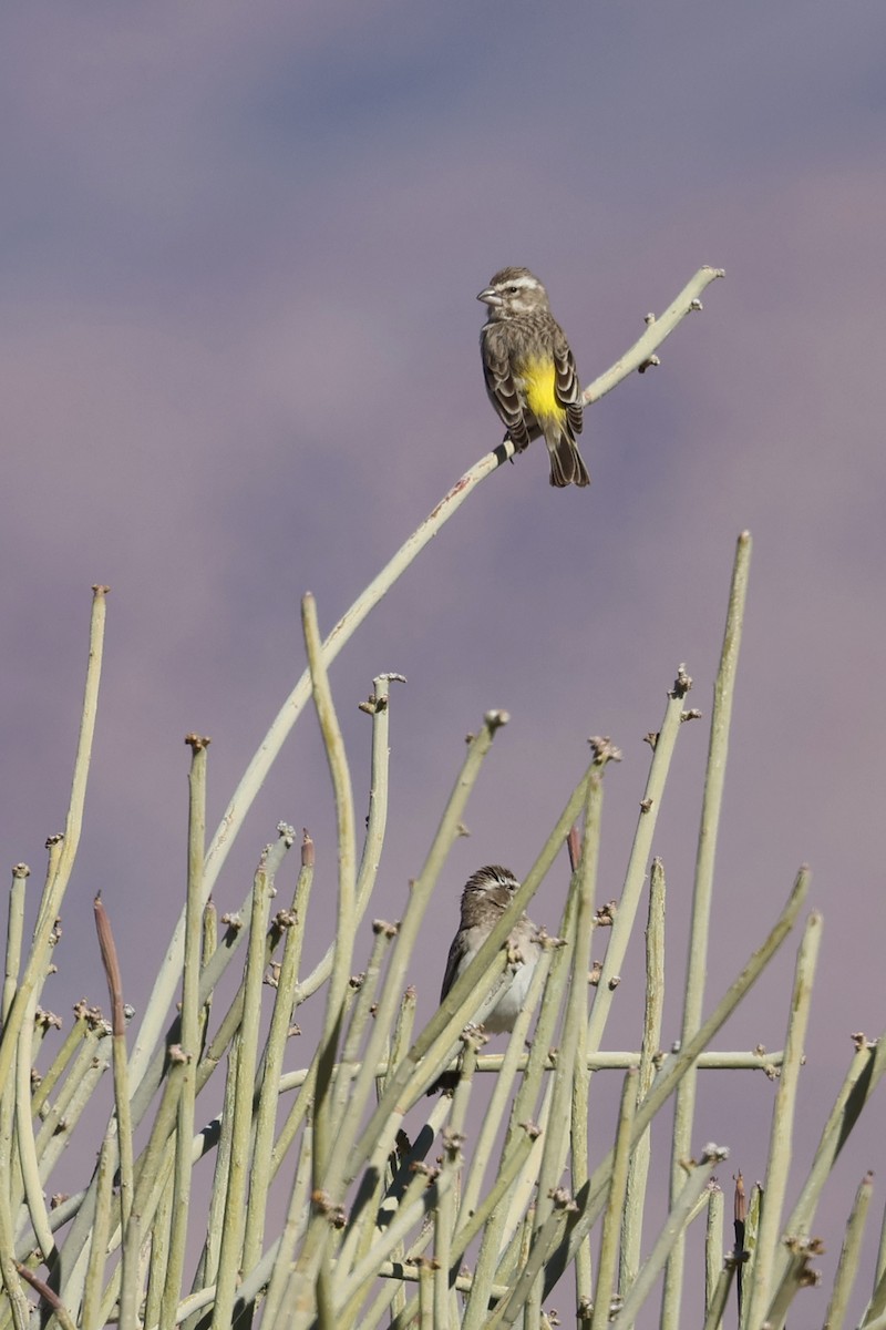 White-throated Canary - Benoit Maire