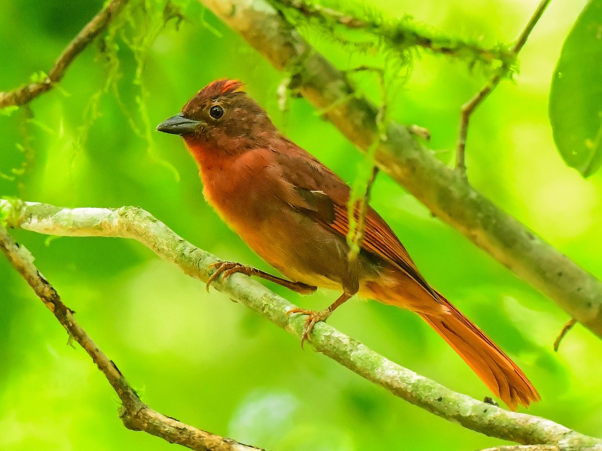 Red-crowned Ant-Tanager - Xueping & Stephan Popp