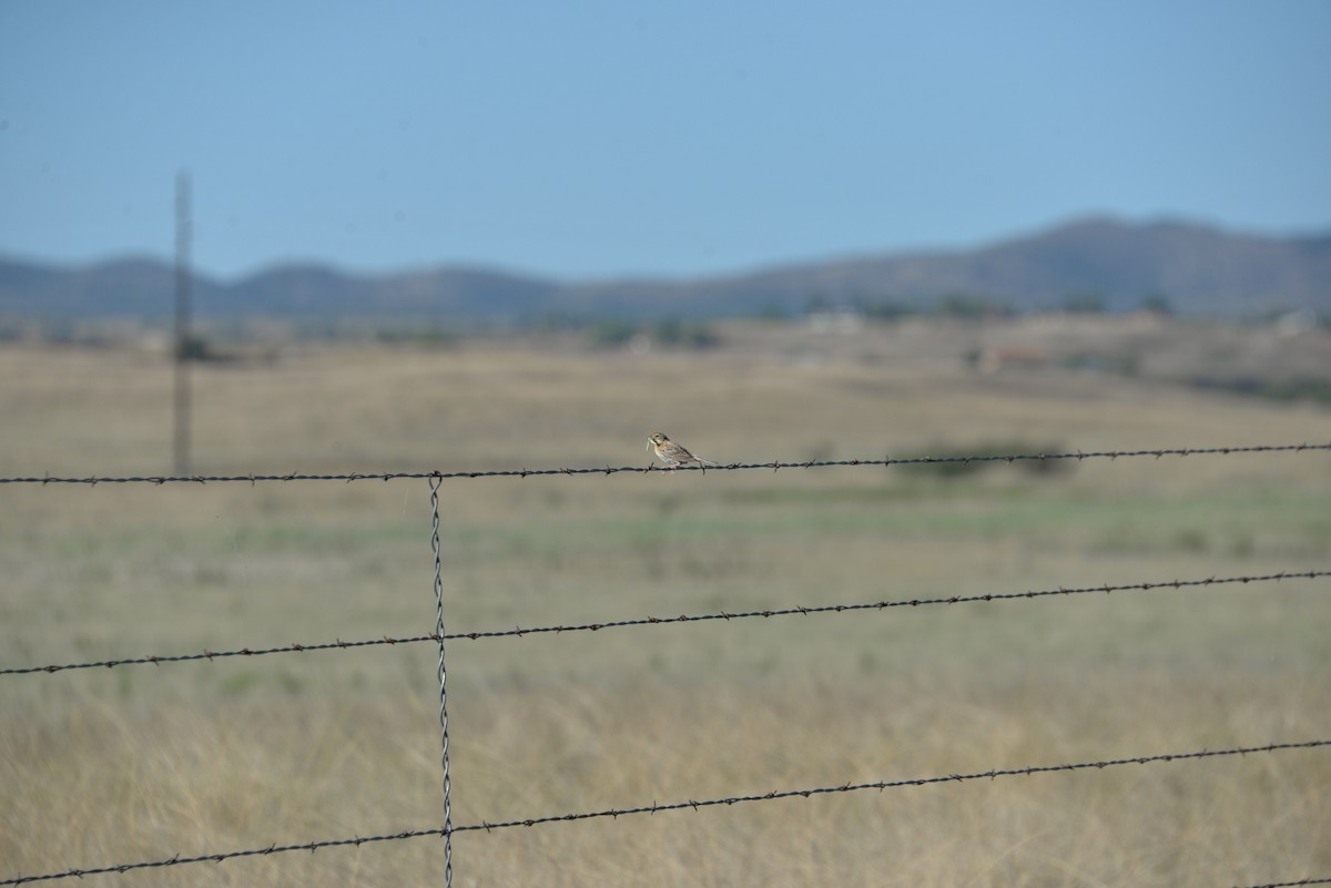 Grasshopper Sparrow - Larry Hooge