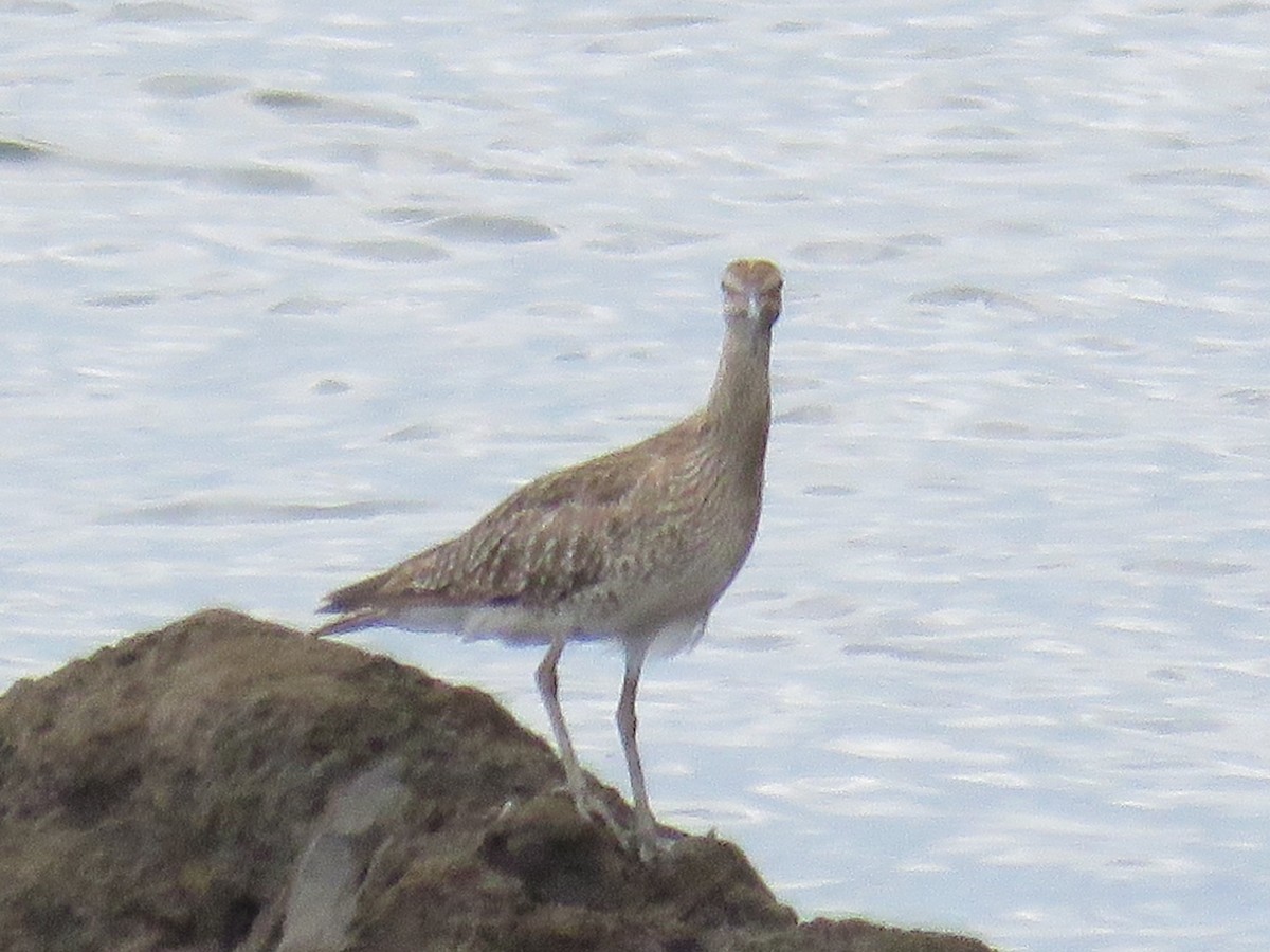 Whimbrel - ML612747963