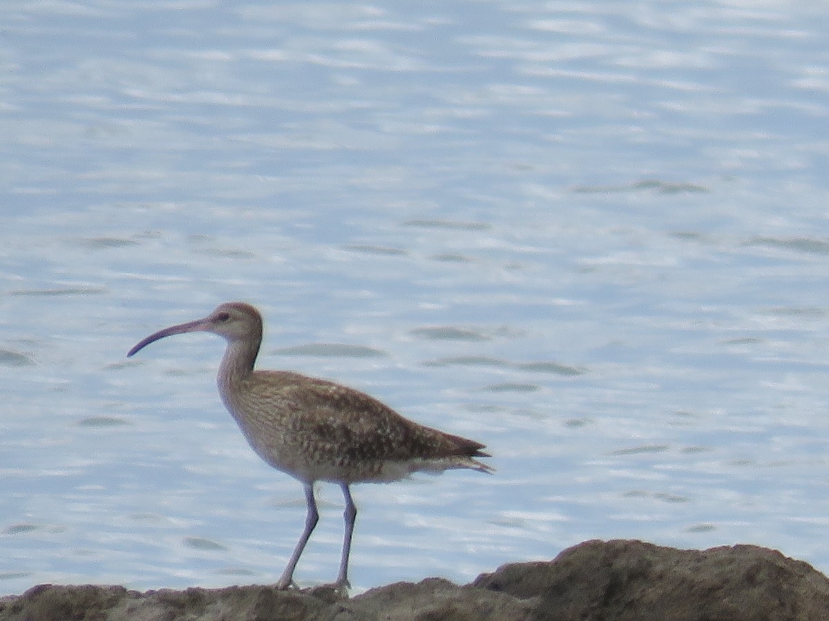 Whimbrel - ML612747964