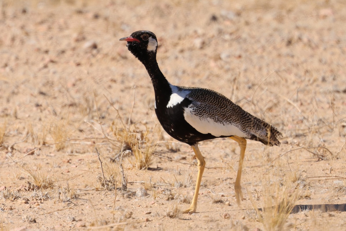 White-quilled Bustard - ML612747978