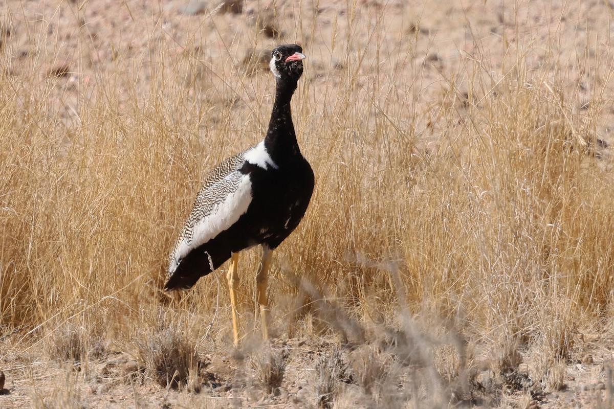 White-quilled Bustard - Benoit Maire