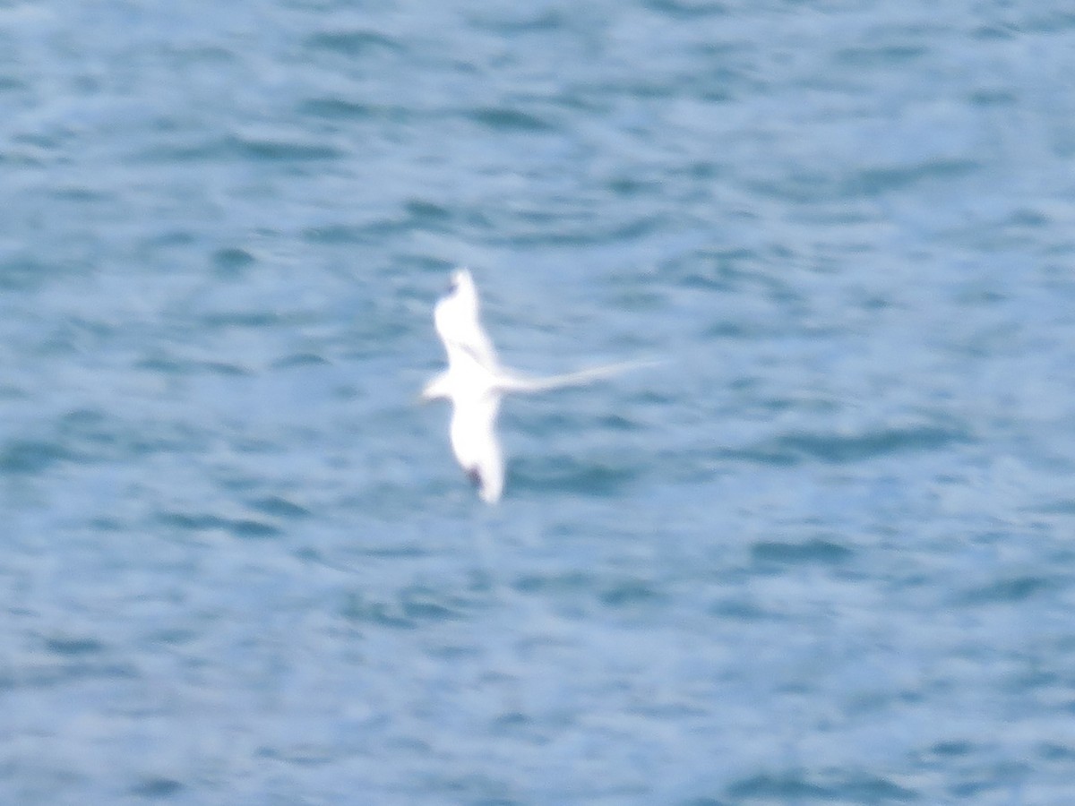 White-tailed Tropicbird - ML612747997