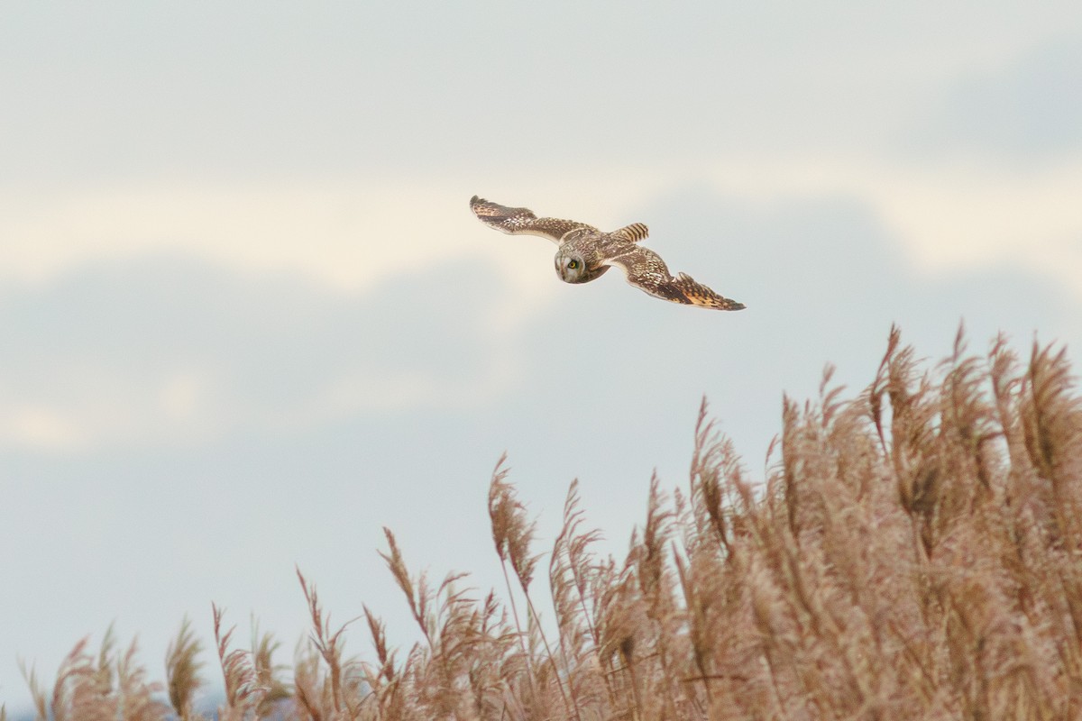 Hibou des marais (flammeus) - ML612748011