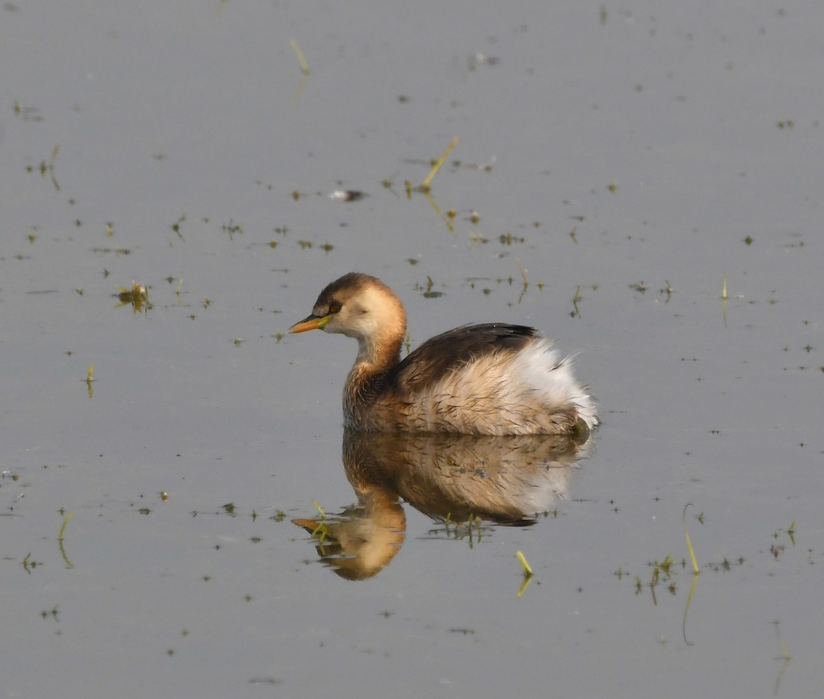 Little Grebe - ML612748018