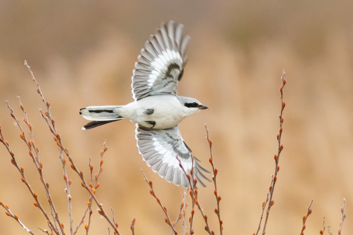 Great Gray Shrike - ML612748021