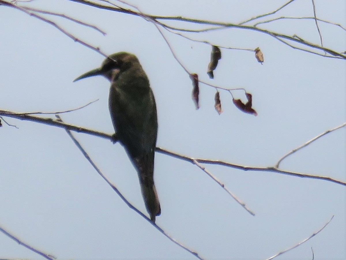 Madagascar Bee-eater - Don Holcomb