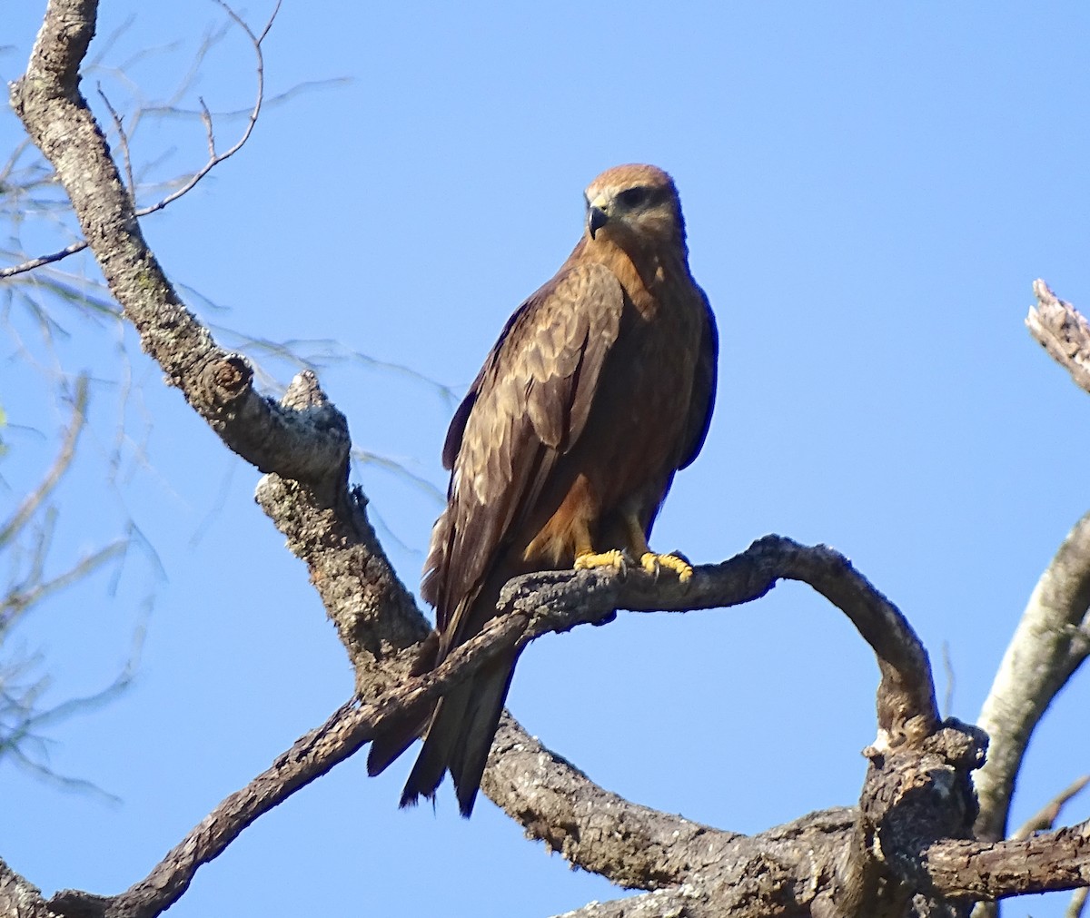 Black Kite (Yellow-billed) - Sandra Keller