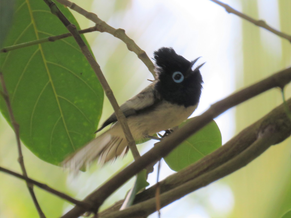 Malagasy Paradise-Flycatcher - ML612748082