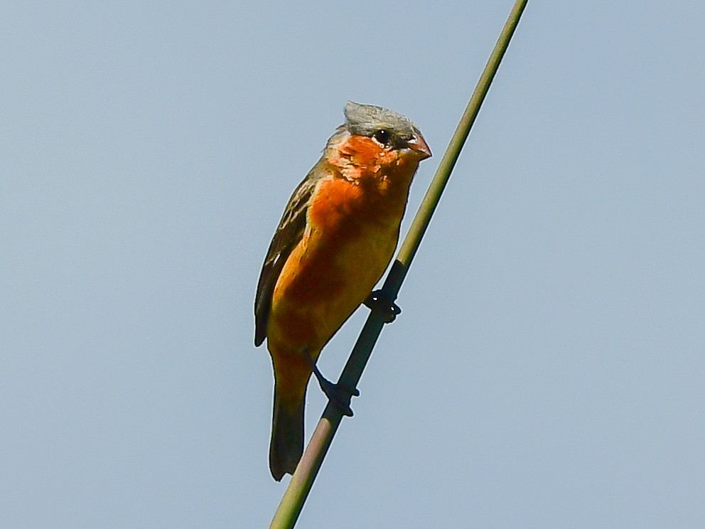 Tawny-bellied Seedeater - ML612748109