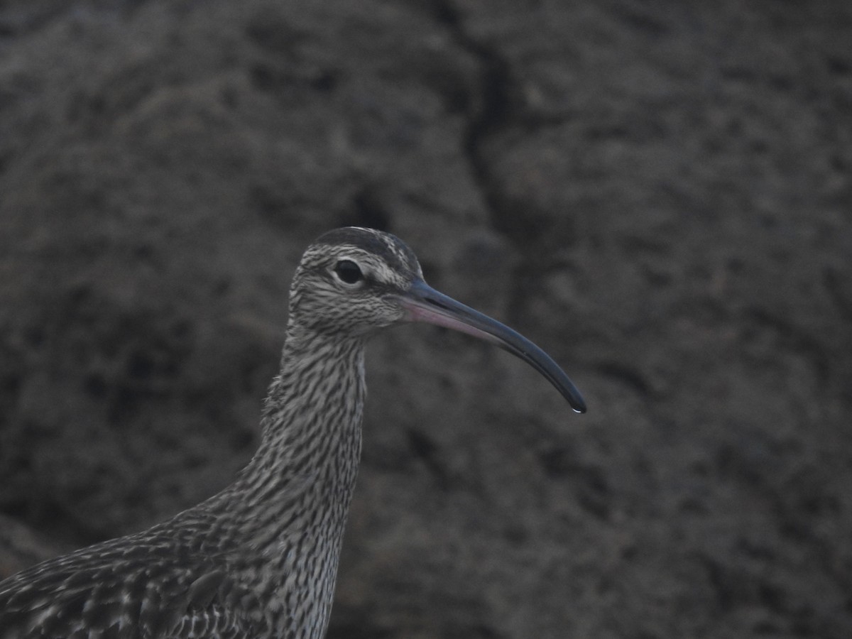 Whimbrel - Hany Alonso