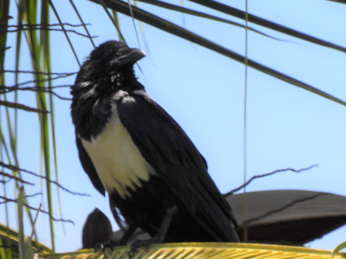 Pied Crow - ML612748136