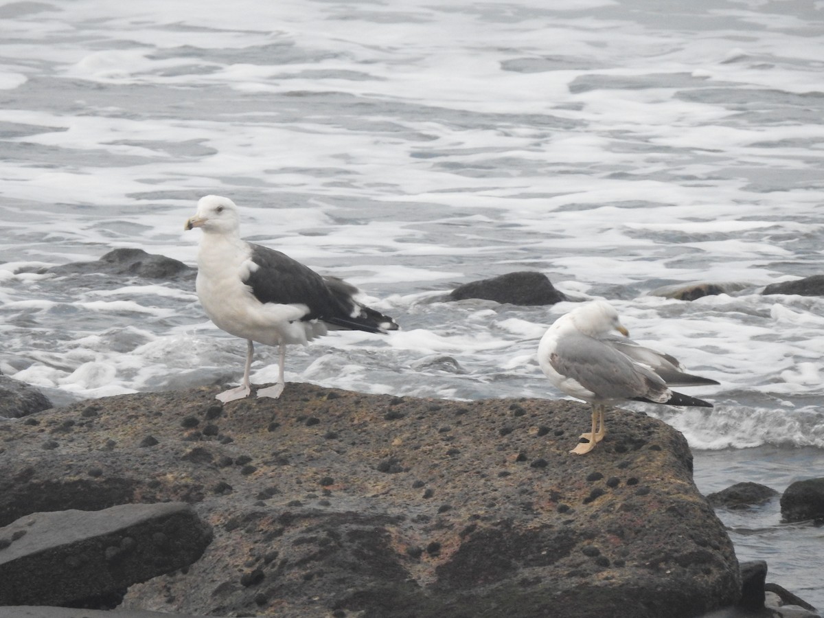 Great Black-backed Gull - Hany Alonso