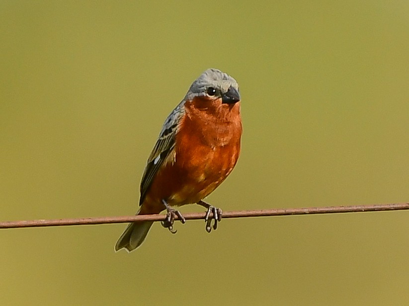 Rufous-rumped Seedeater - ML612748165