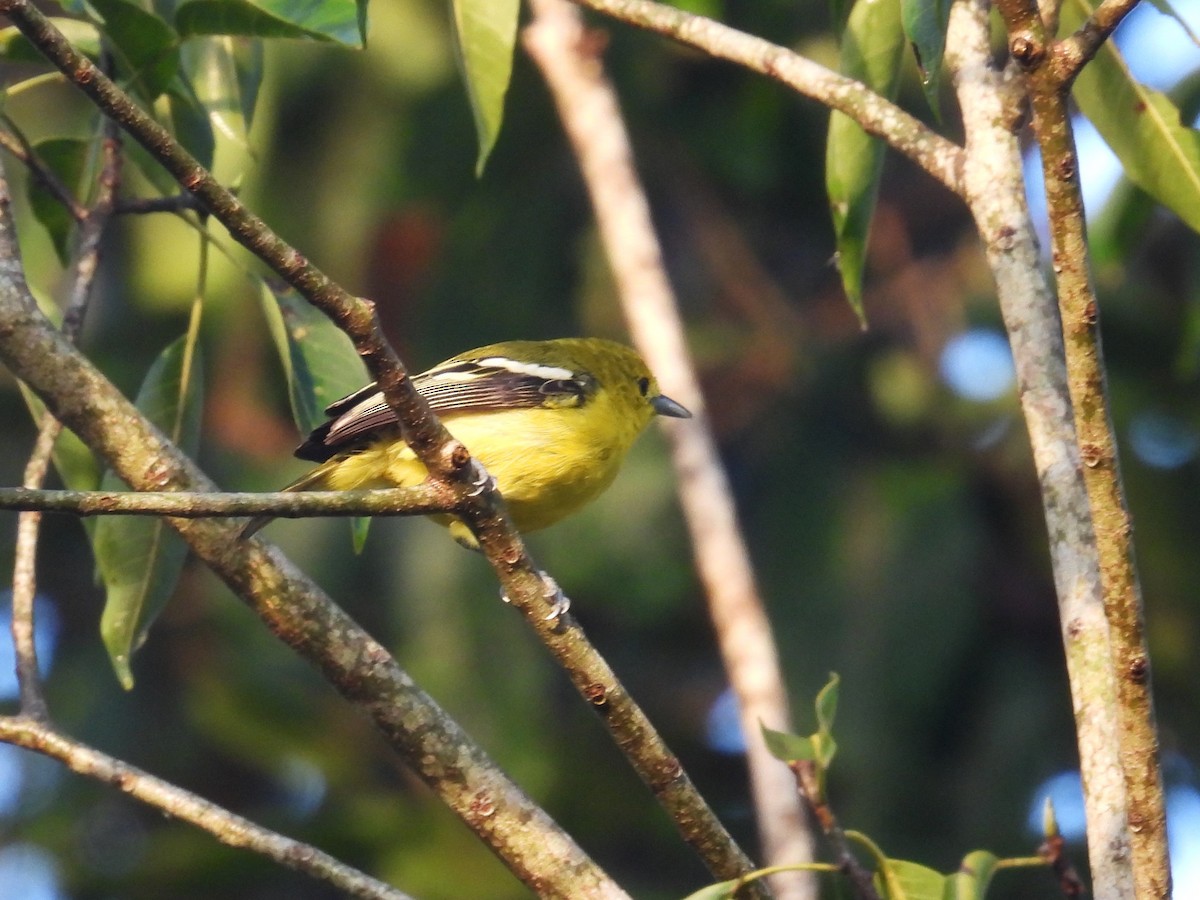 Common Iora - Simon Bradfield