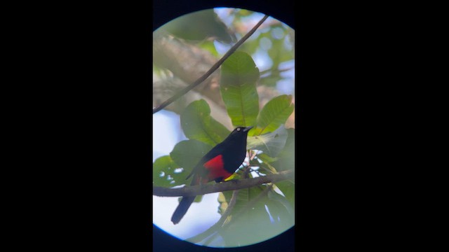 Red-bellied Grackle - ML612748176