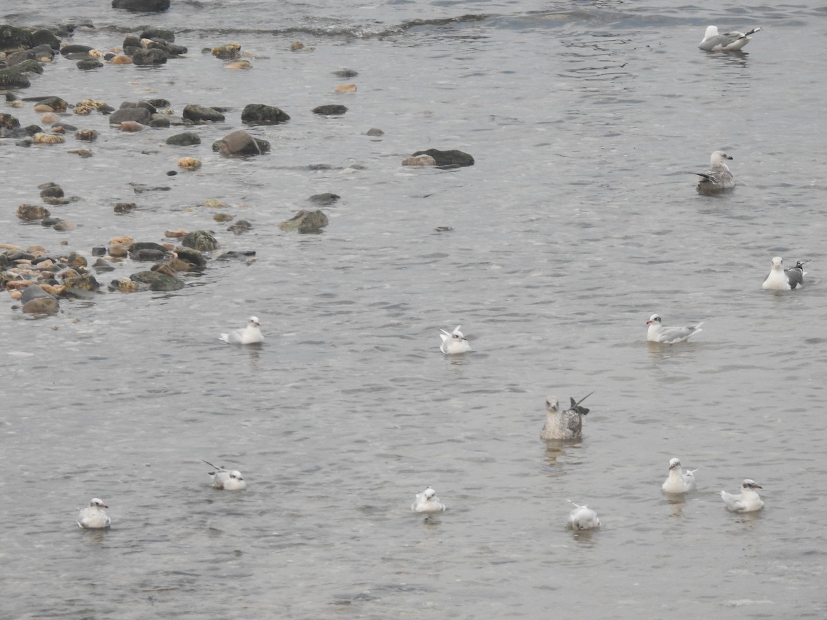 Mediterranean Gull - Hany Alonso