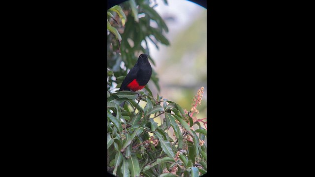 Red-bellied Grackle - ML612748186