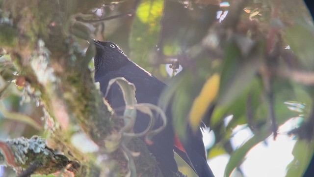 Red-bellied Grackle - ML612748188