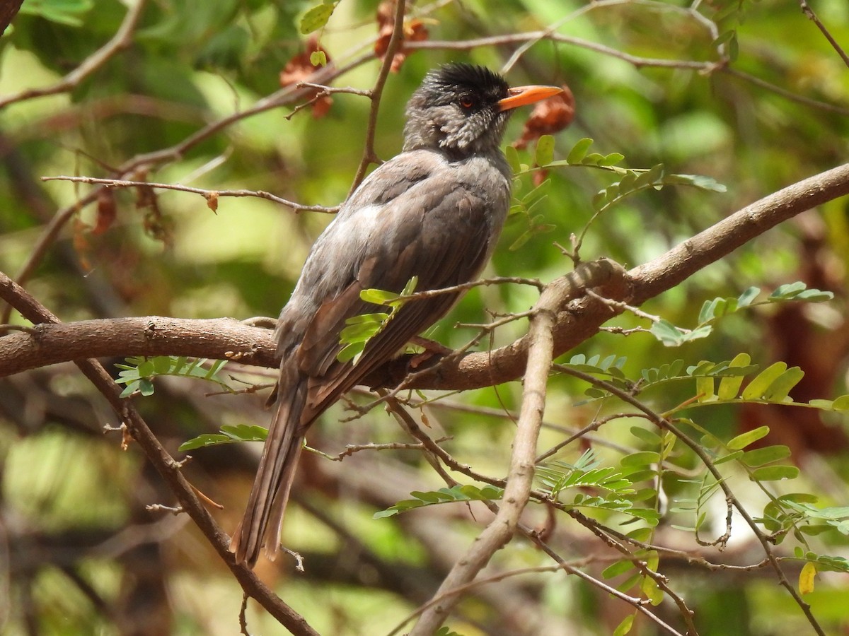 Madagaskar-Rotschnabelbülbül - ML612748190