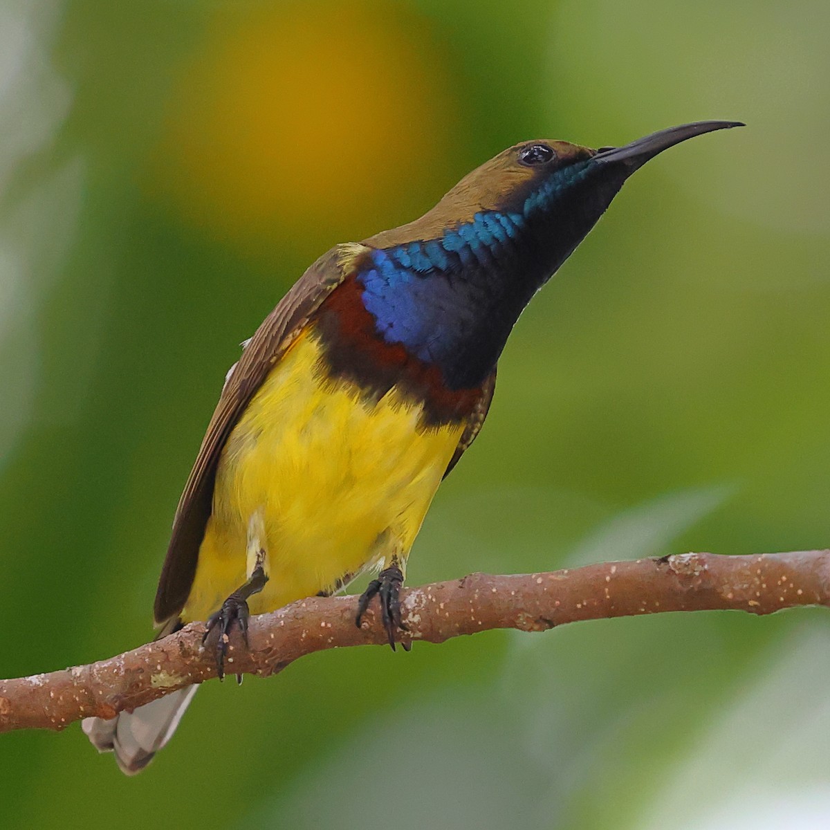 Ornate Sunbird - Kakul Paul