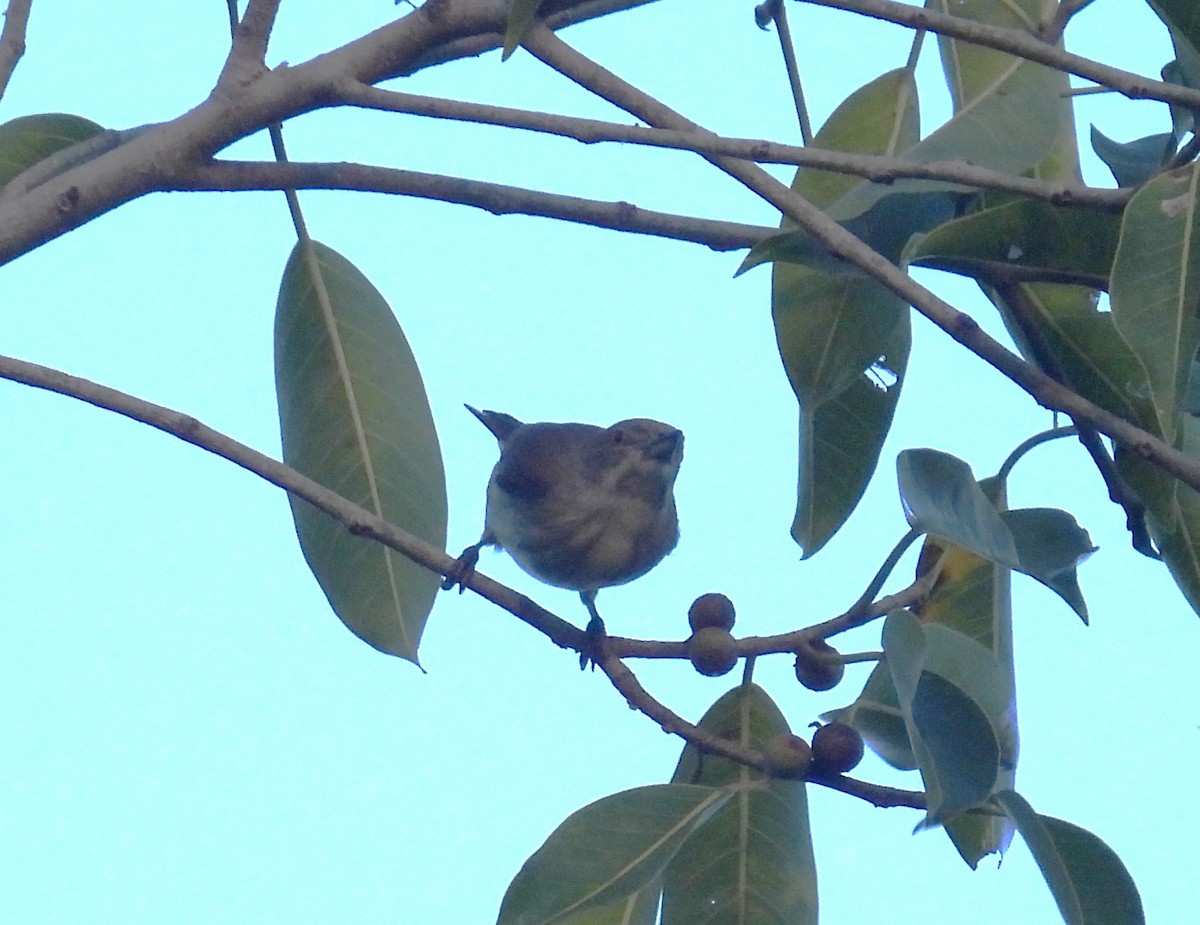 Thick-billed Flowerpecker - Simon Bradfield