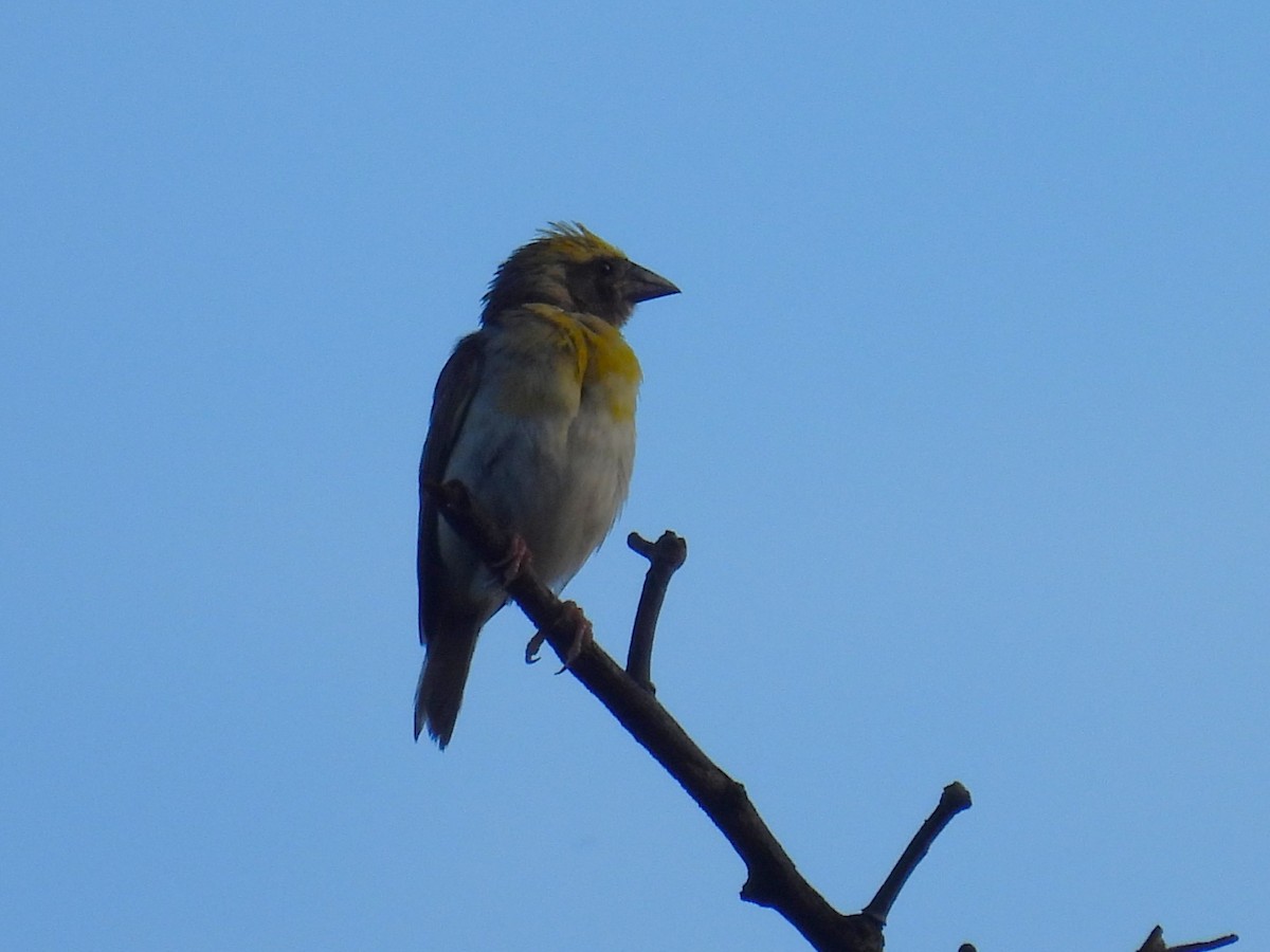 Baya Weaver - ML612748230